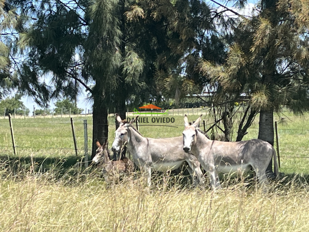 Campo Ref.357/Muy-buen-establecimiento-completo-en-venta-en-ruta-26-proximo-a-Melo. - Muy buen establecimiento completo en venta en ruta 26 proximo a Melo.