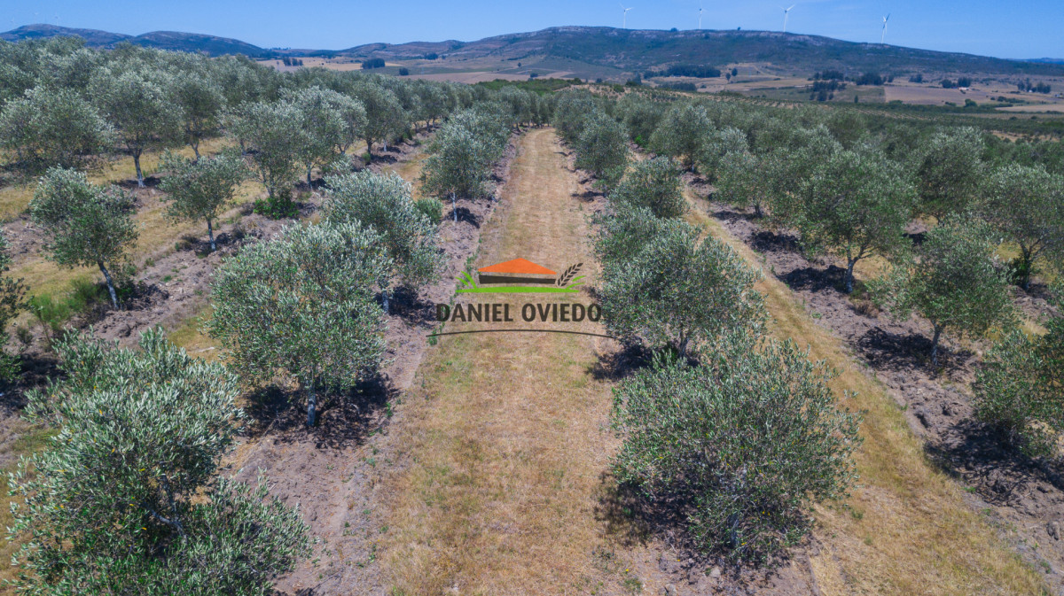 Campo Ref.369/Campo-con-Olivos-de-153-has-en-venta-en-Maldonado. - Campo con Olivos de 153 has en venta en Maldonado.