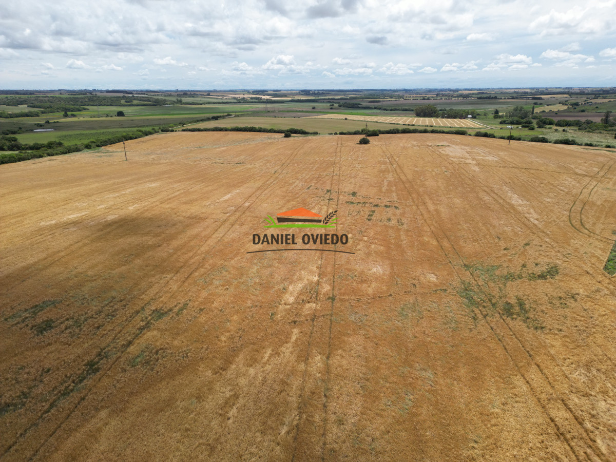 Campo Ref.144 - Campo agrícola - ganadero de 36 hás en venta, Ecilda Paullier