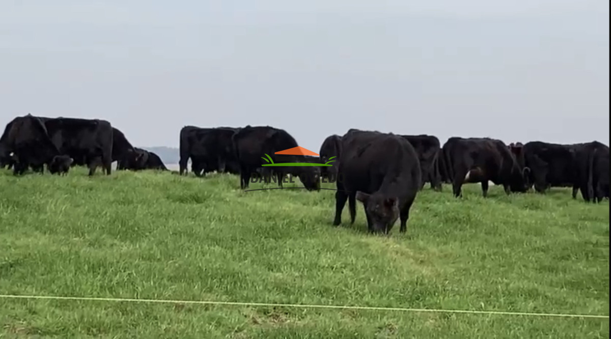 Campo Ref.354/Establecimiento-completo-campo-criador,-ganadero-en-venta-de-302-has. - Establecimiento completo campo criador, ganadero en venta de 302 has.