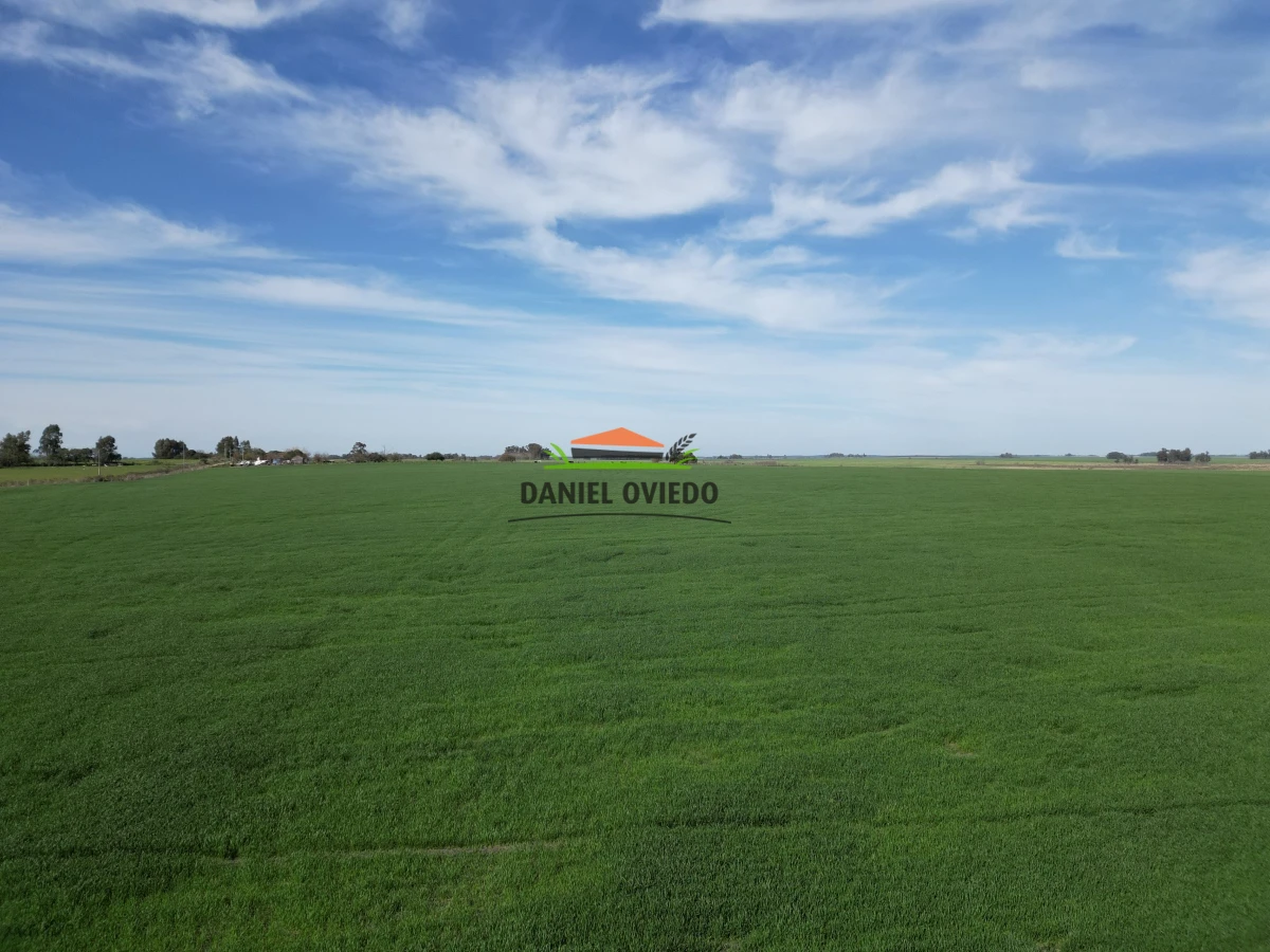 Campo Ref.33 - Campo 95 %  agrícola en Soriano en venta.