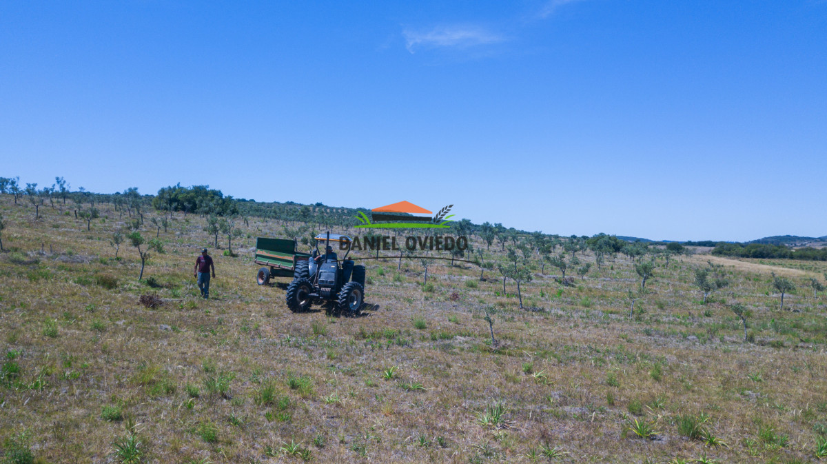 Campo Ref.327/Campo-con-Olivos-de-320-has-en-venta-en-Maldonado. - Campo con Olivos de 320 has en venta en Maldonado.