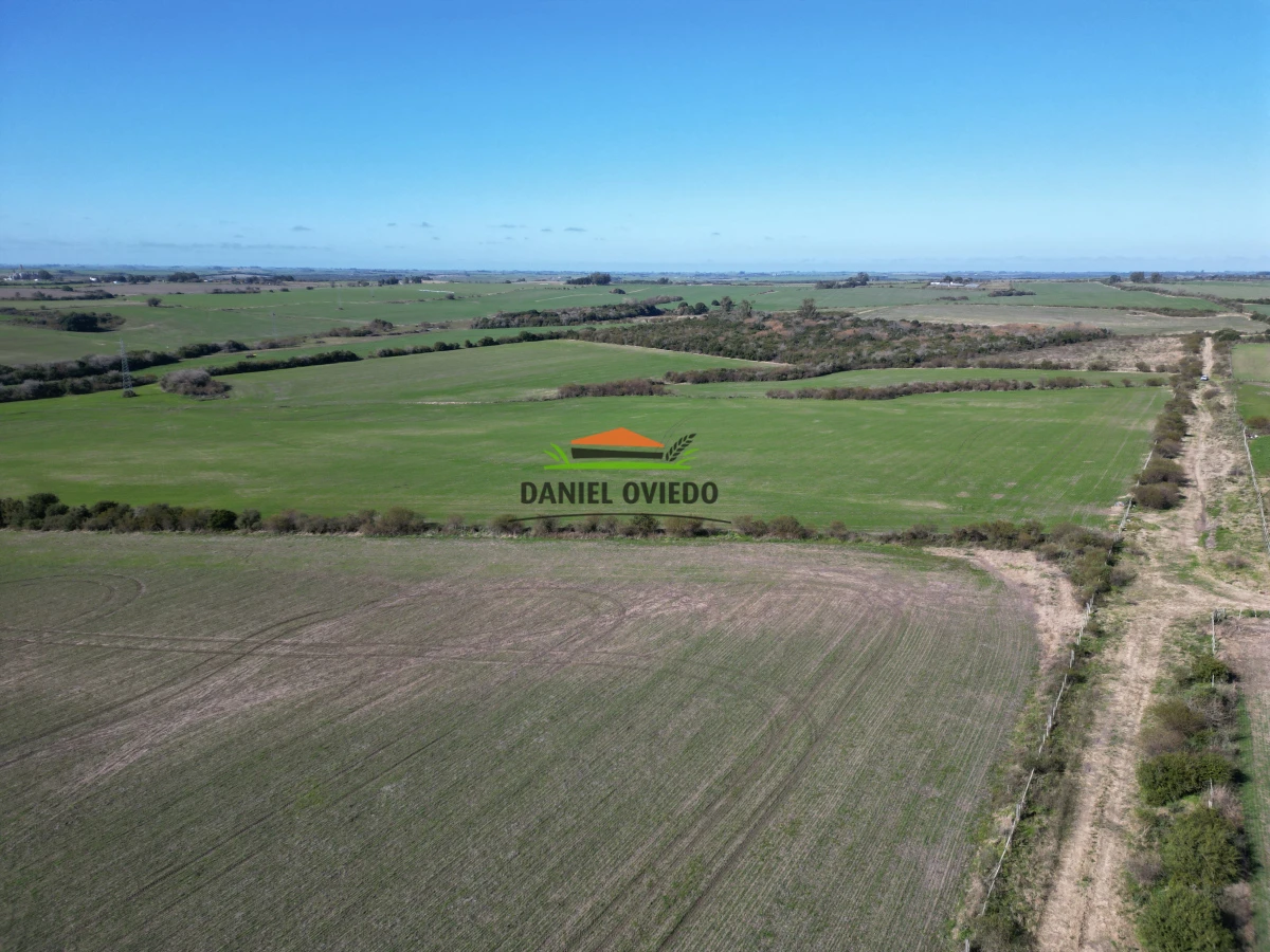 Campo Ref.244/Excelente-campo-agr - Excelente campo agrícola en venta en Víboras, Carmelo.