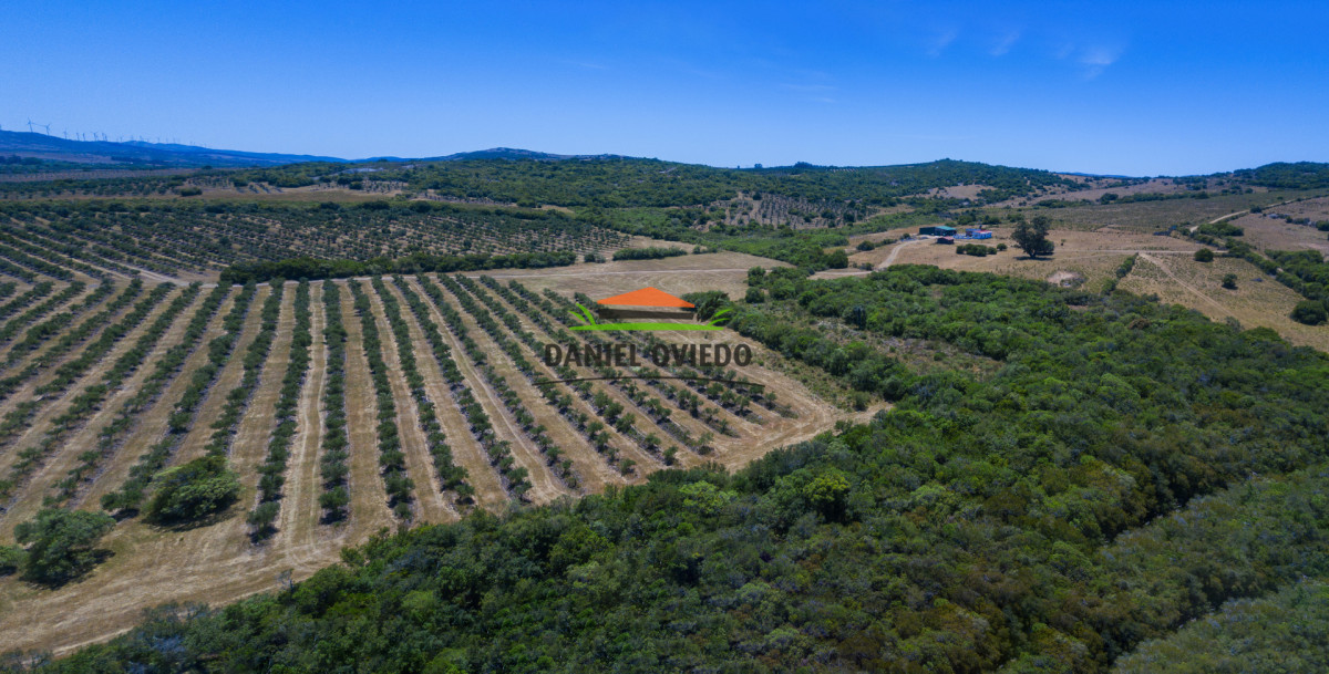 Campo Ref.327/Campo-con-Olivos-de-320-has-en-venta-en-Maldonado. - Campo con Olivos de 320 has en venta en Maldonado.
