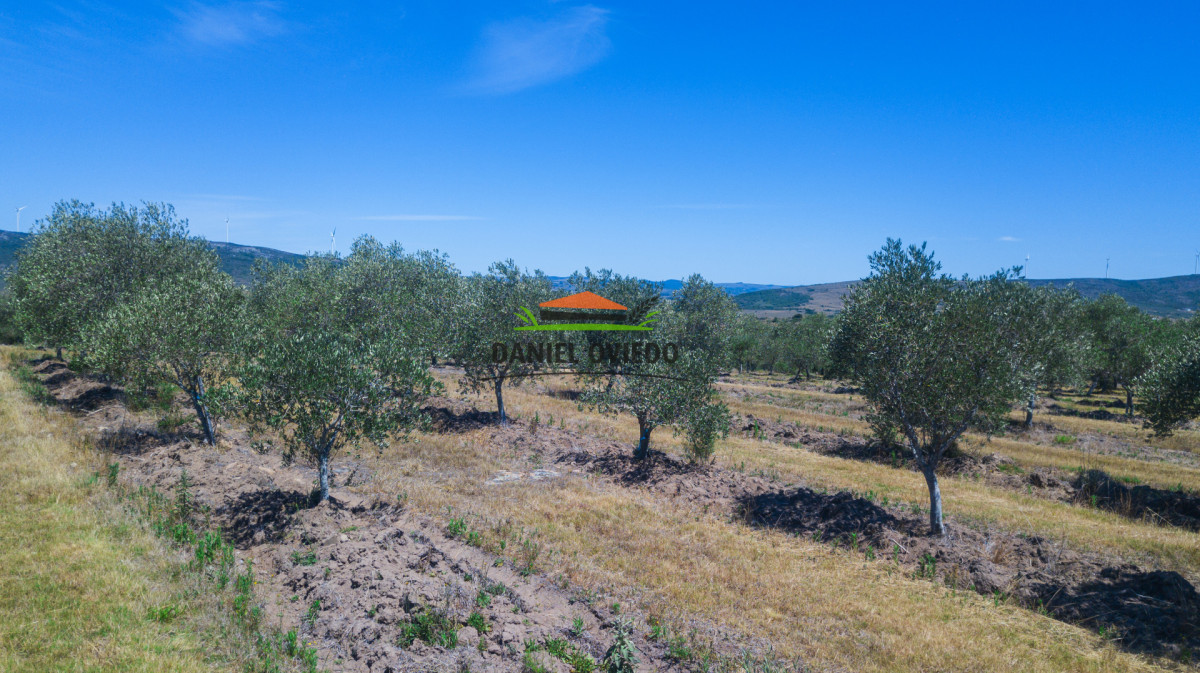 Campo Ref.327/Campo-con-Olivos-de-320-has-en-venta-en-Maldonado. - Campo con Olivos de 320 has en venta en Maldonado.