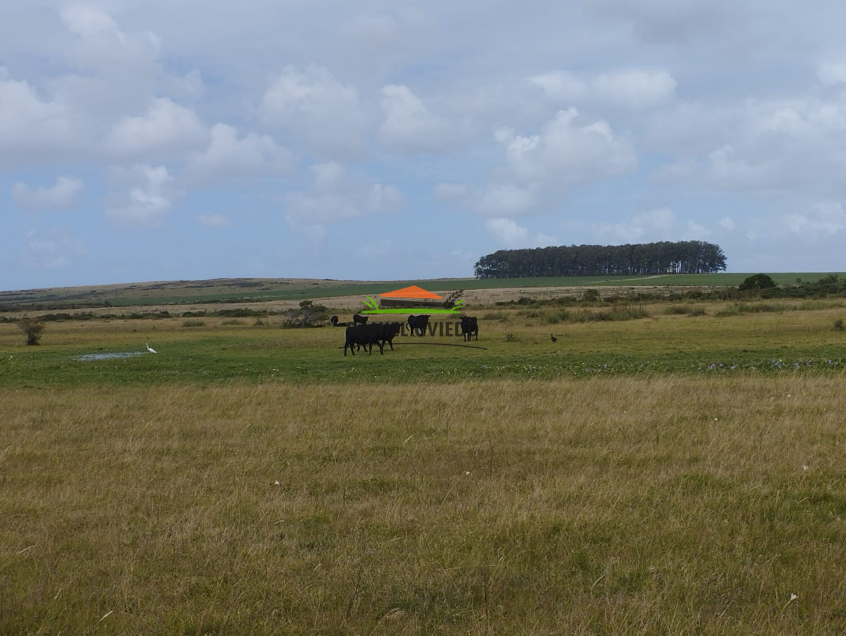 Campo Ref.306/Buen-campo-ganadero-en-venta-La-Coronilla,-Rocha. - Buen campo ganadero en venta La Coronilla, Rocha.