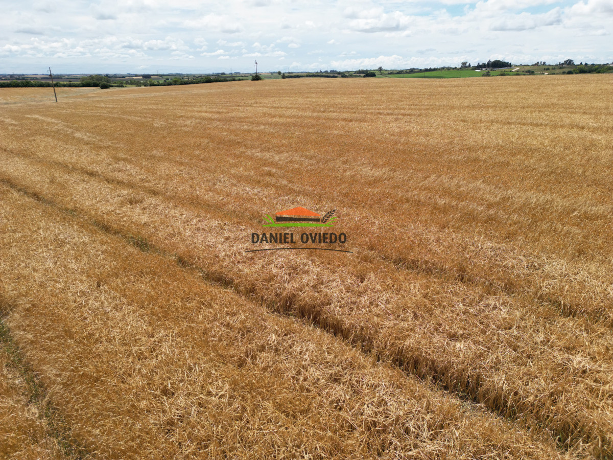 Campo Ref.144 - Campo agrícola - ganadero de 36 hás en venta, Ecilda Paullier
