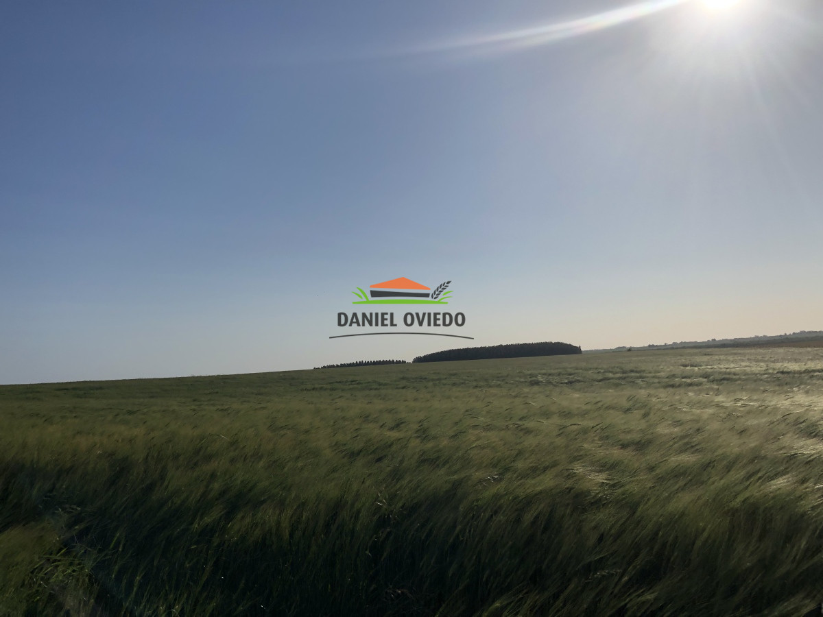 Campo Ref.13 - Campo de 270 hás en venta con alto potencial agrícola, Río Negro.