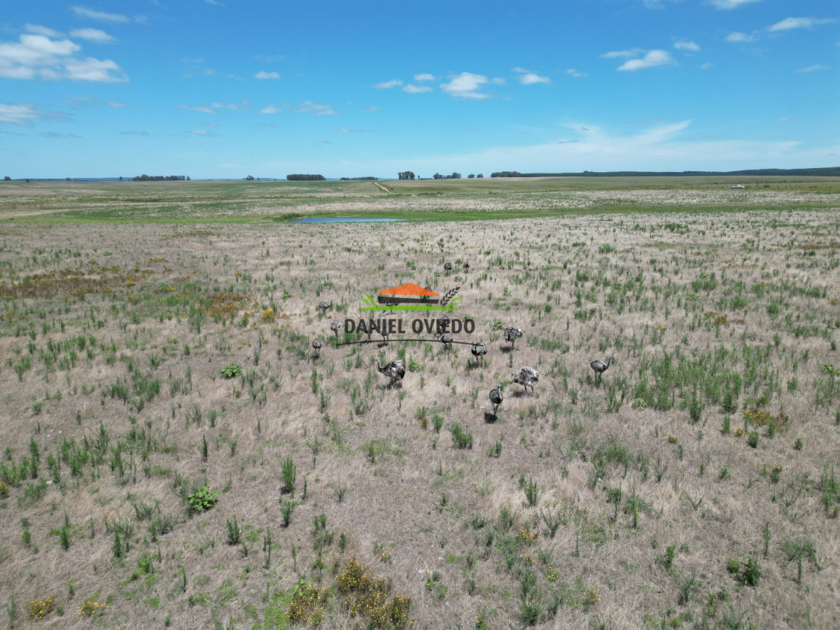 Campo Ref.359/Estancia-de-945-has-en-venta-en-Cerro-Largo. - Estancia de 945 has en venta en Cerro Largo.