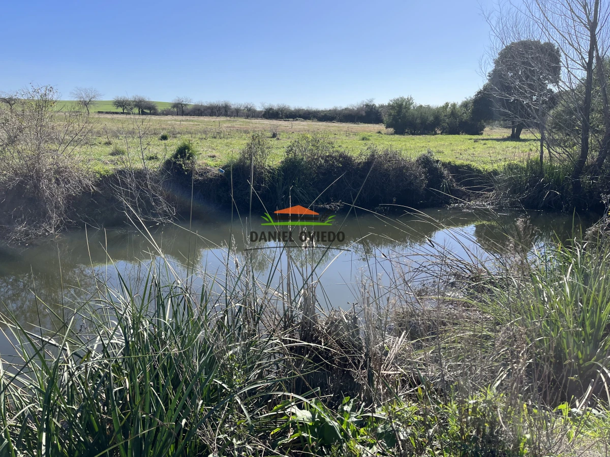 Campo Ref.243/Campo-agrícola-ganadero-en-venta-con-costa-de-arroyo. - Campo agrícola ganadero en venta con costa de arroyo.