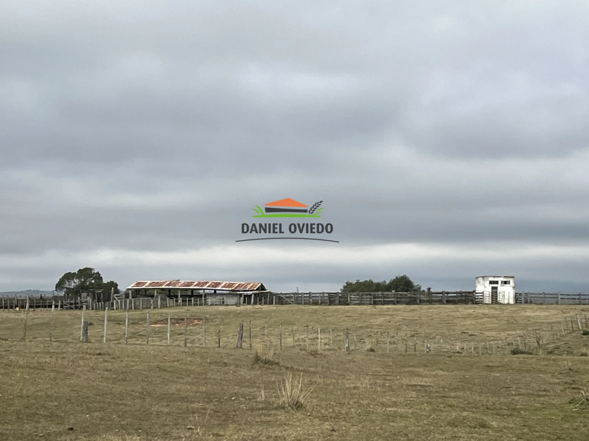 Campo Ref.245/1.350-has-ganaderas-en-arrendamiento-Noreste-de-Cerro-Largo. - 1.350 has ganaderas en arrendamiento Noreste de Cerro Largo.