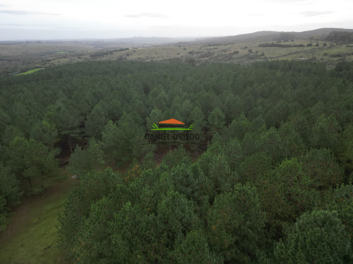 Campo Ref.248/2.362-hás-con-montes-de-Pinos-en-venta-en-Cerro-Largo. - 2.362 hás con montes de Pinos en venta en Cerro Largo.