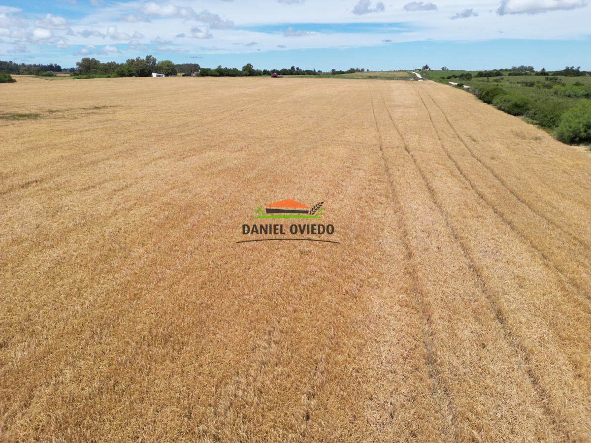 Campo Ref.144 - Campo agrícola - ganadero de 36 hás en venta, Ecilda Paullier