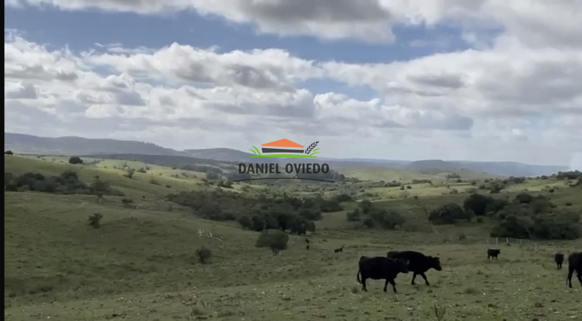 Campo Ref.354/Establecimiento-completo-campo-criador,-ganadero-en-venta-de-302-has. - Establecimiento completo campo criador, ganadero en venta de 302 has.