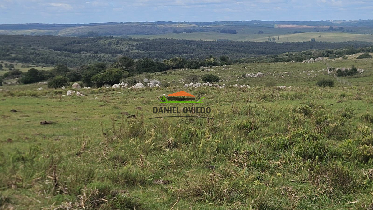 Campo Ref.362/650-has-campo-criador-en-venta-en-Lavalleja. - 650 has campo criador en venta en Lavalleja.