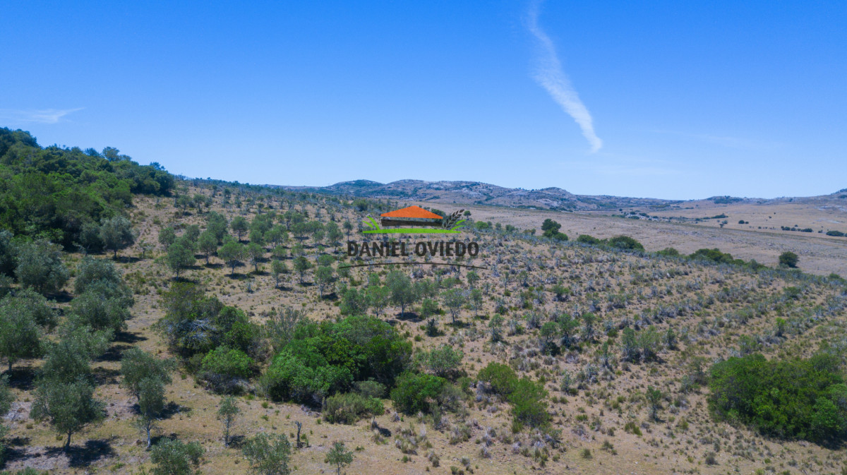 Campo Ref.327/Campo-con-Olivos-de-320-has-en-venta-en-Maldonado. - Campo con Olivos de 320 has en venta en Maldonado.