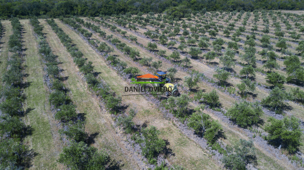 Campo Ref.330/Campo-con-Olivos-de-166-has-en-venta-en-Maldonado. - Campo con Olivos de 166 has en venta en Maldonado.