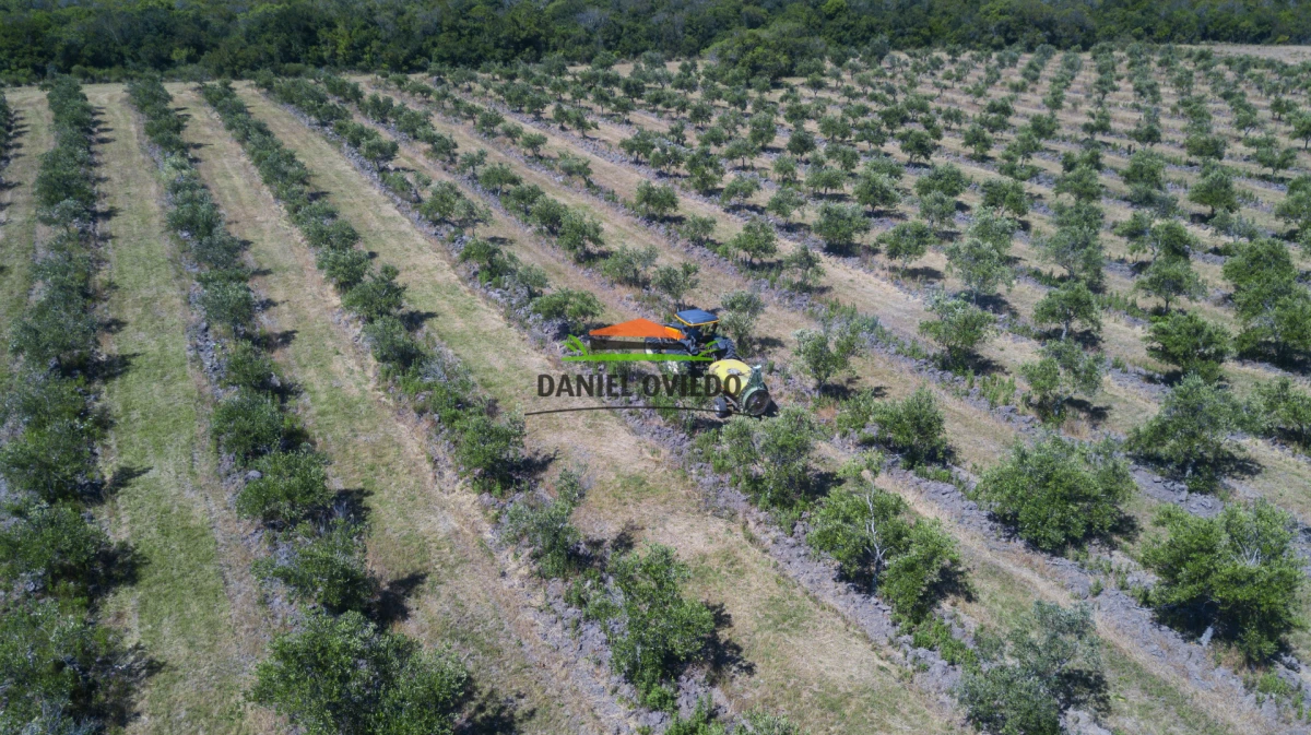 Campo Ref.330/Campo-con-Olivos-de-166-has-en-venta-en-Maldonado. - Campo con Olivos de 166 has en venta en Maldonado.