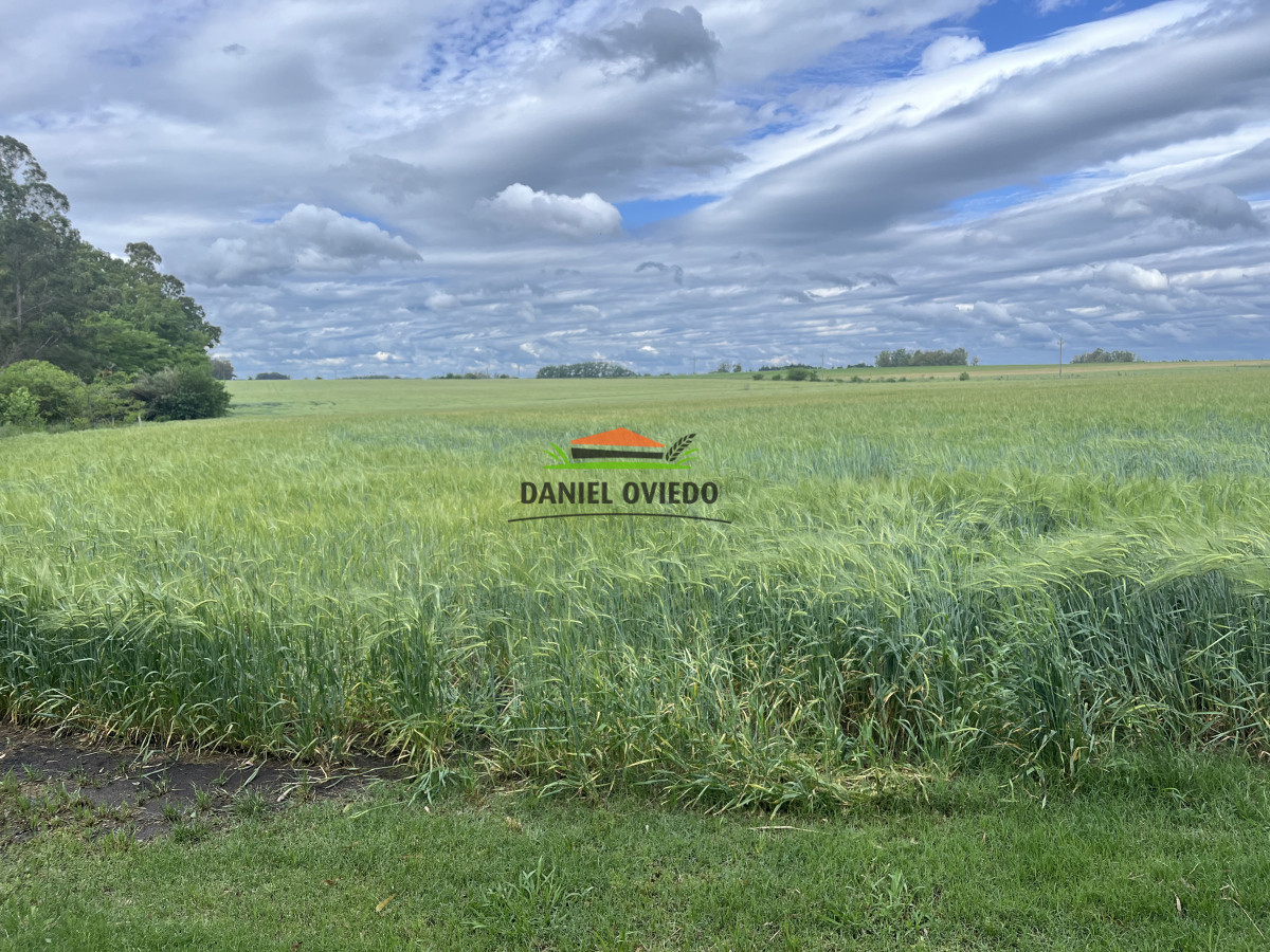 Campo Ref.38 - Campo con suelos premium y excelente casco en el corazón de San Pedro.