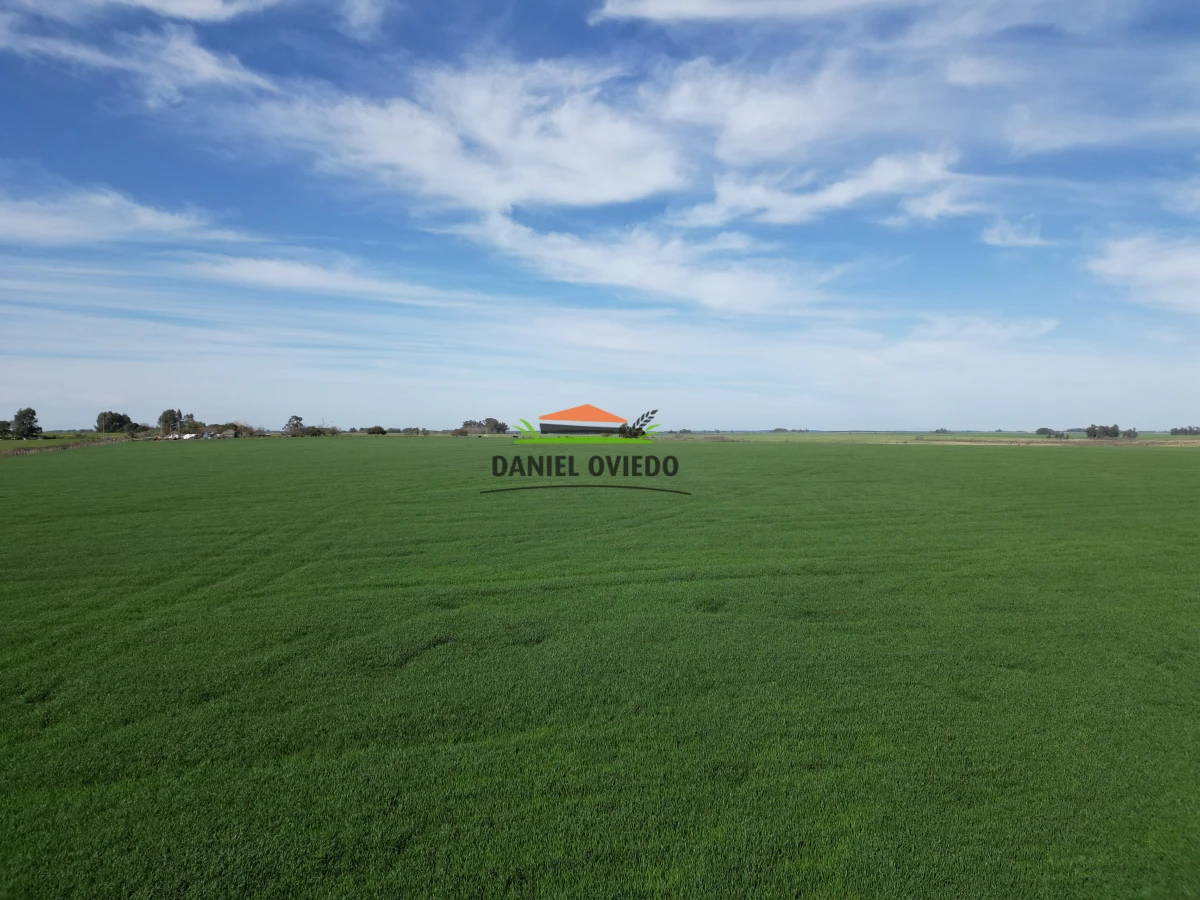Campo Ref.33 - Campo 95 %  agrícola en Soriano en venta.