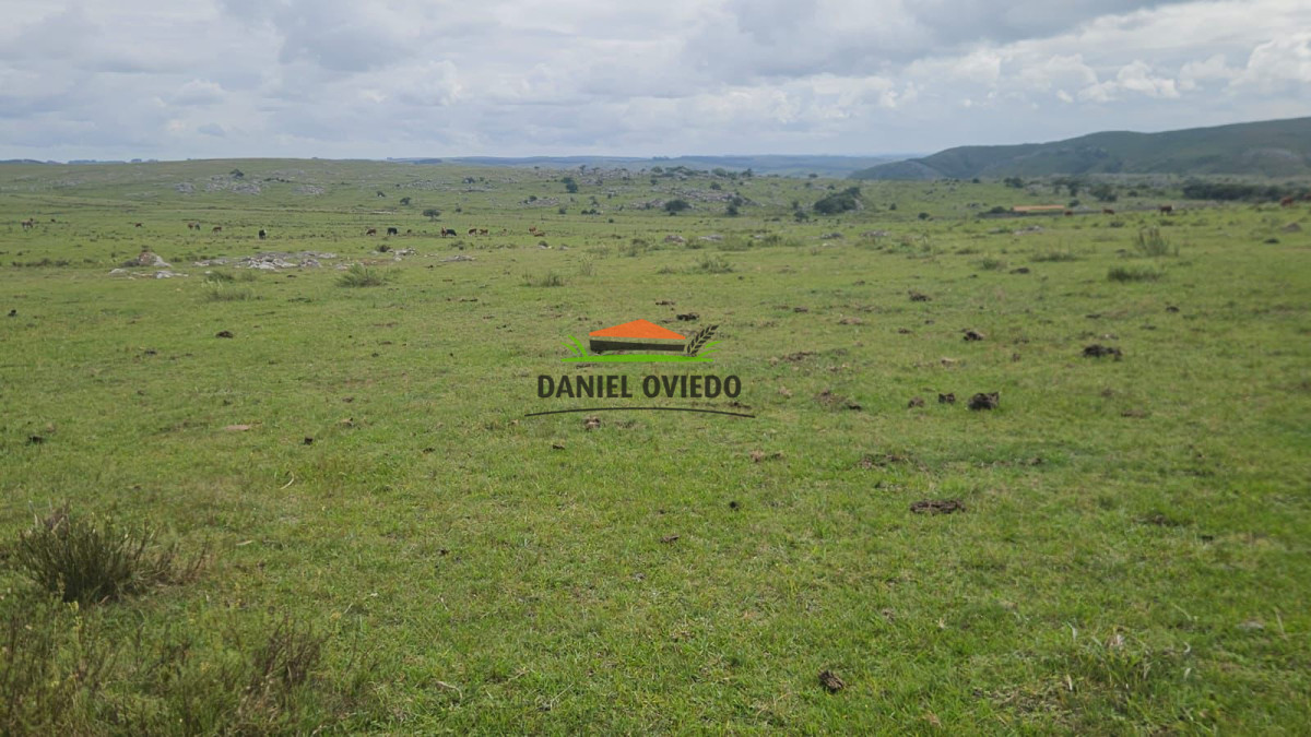 Campo Ref.362/650-has-campo-criador-en-venta-en-Lavalleja. - 650 has campo criador en venta en Lavalleja.