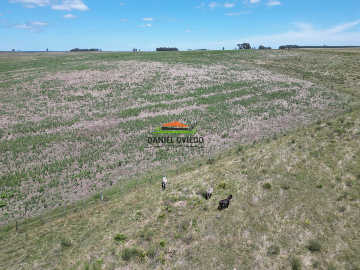 Campo Ref.359/Estancia-de-945-has-en-venta-en-Cerro-Largo. - Estancia de 945 has en venta en Cerro Largo.