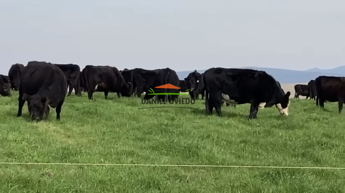 Campo Ref.354/Establecimiento-completo-campo-criador,-ganadero-en-venta-de-302-has. - Establecimiento completo campo criador, ganadero en venta de 302 has.