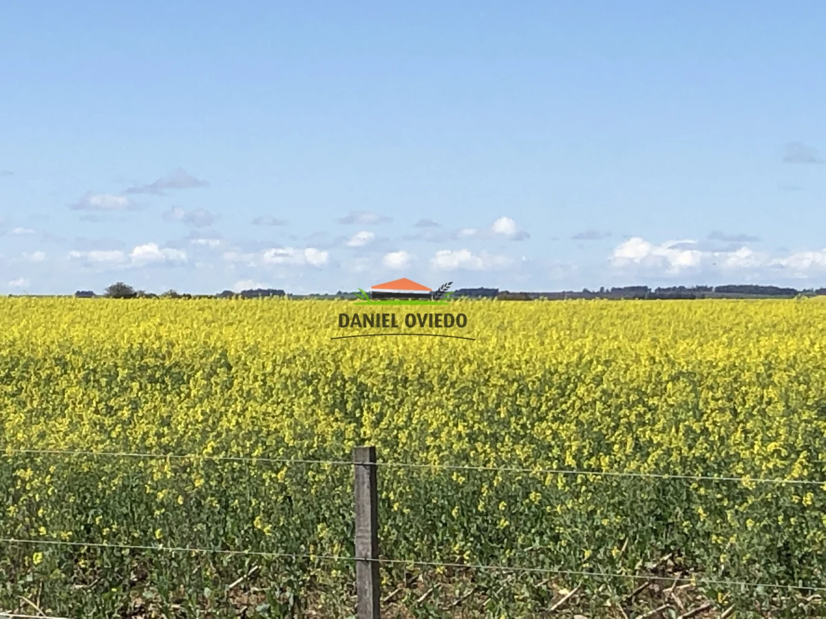 Campo Ref.38/Campo-con-suelos-premium-en-venta-en-el-coraz - Campo con suelos premium en venta en el corazón de San Pedro.