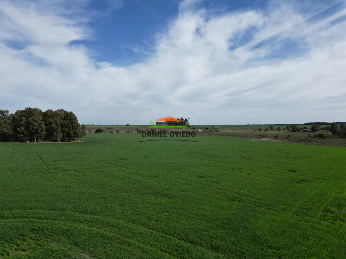 Campo Ref.33 - Campo 95 %  agrícola en Soriano en venta.