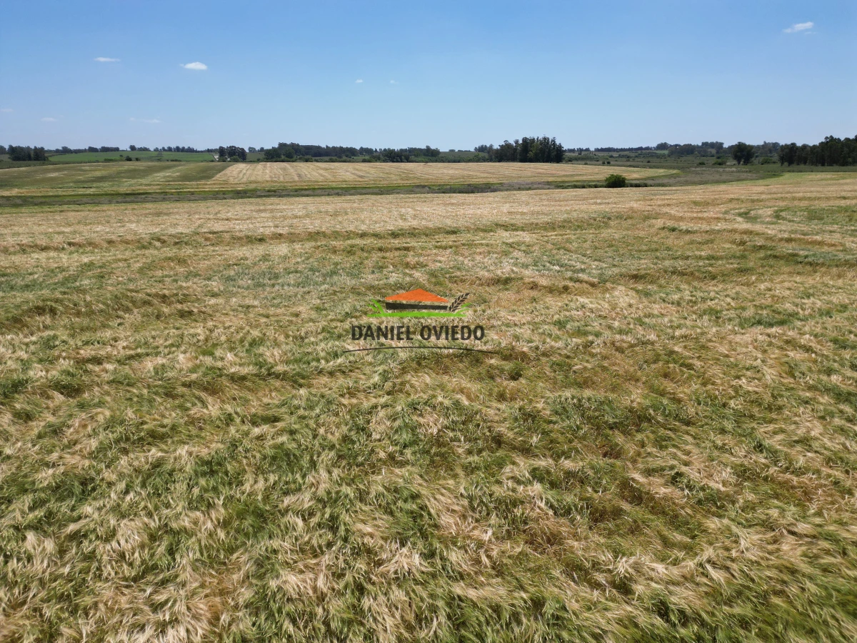 Campo Ref.143/Oportunidad-de-inversi - Oportunidad de inversión, campo agrícola en venta en Canelones.