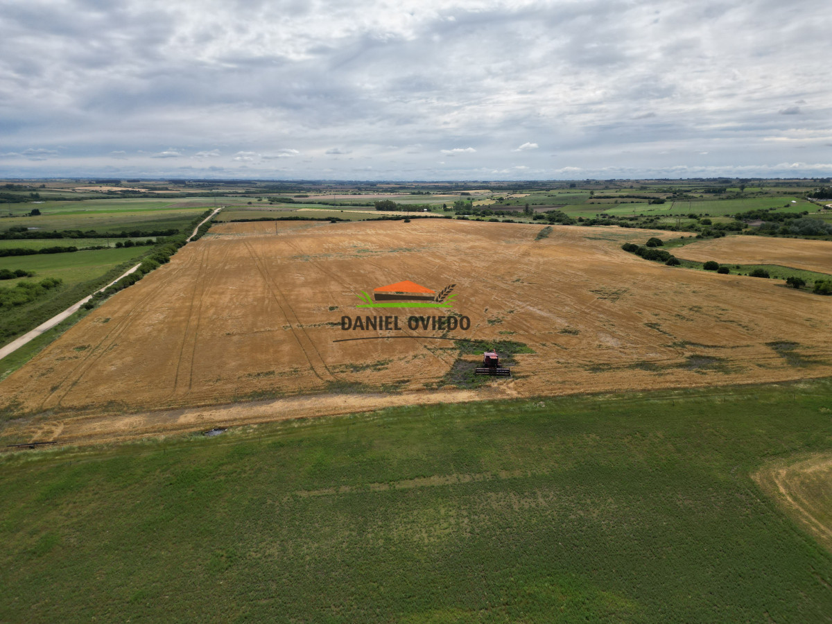 Campo Ref.144 - Campo agrícola - ganadero de 36 hás en venta, Ecilda Paullier