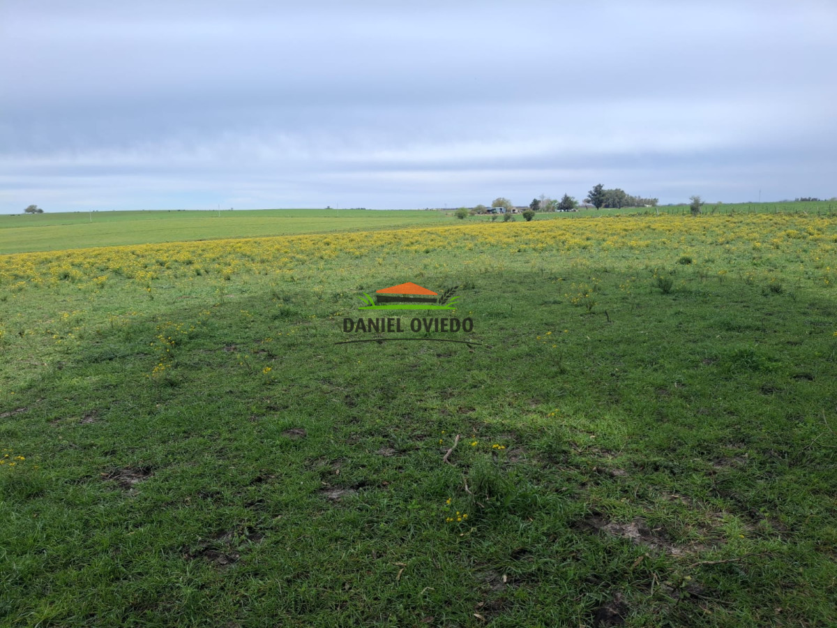 Campo Ref.273/Muy-buen-campo-en-venta-en-Las-Flores-con-renta-asegurada. - Muy buen campo en venta en Las Flores con renta asegurada.
