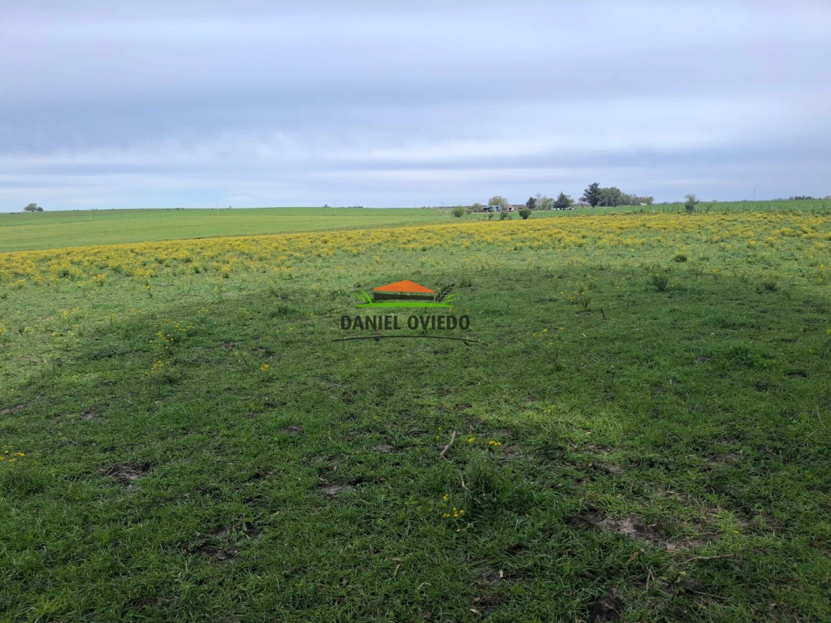 Campo Ref.273/Muy-buen-campo-en-venta-en-Las-Flores-con-renta-asegurada. - Muy buen campo en venta en Las Flores con renta asegurada.