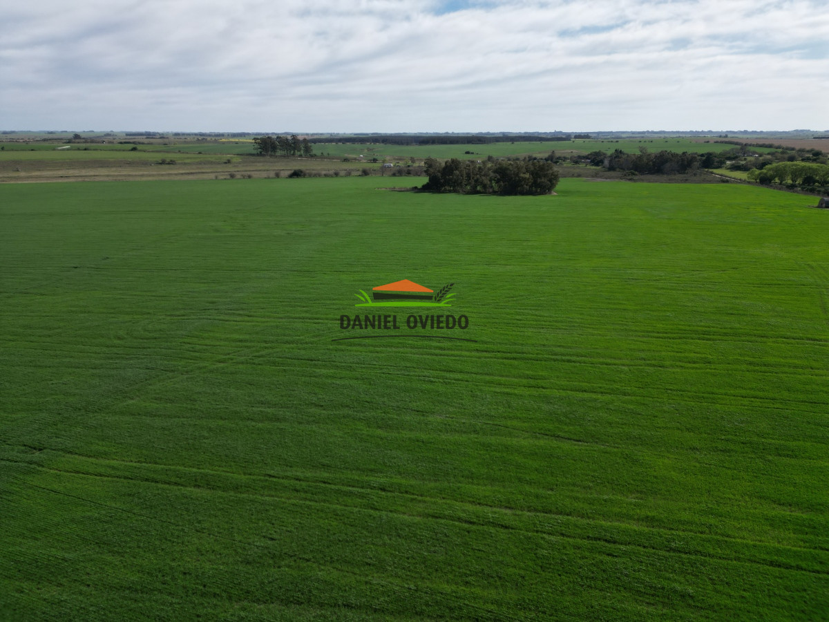 Campo Ref.33 - Campo 95 %  agrícola en Soriano en venta.