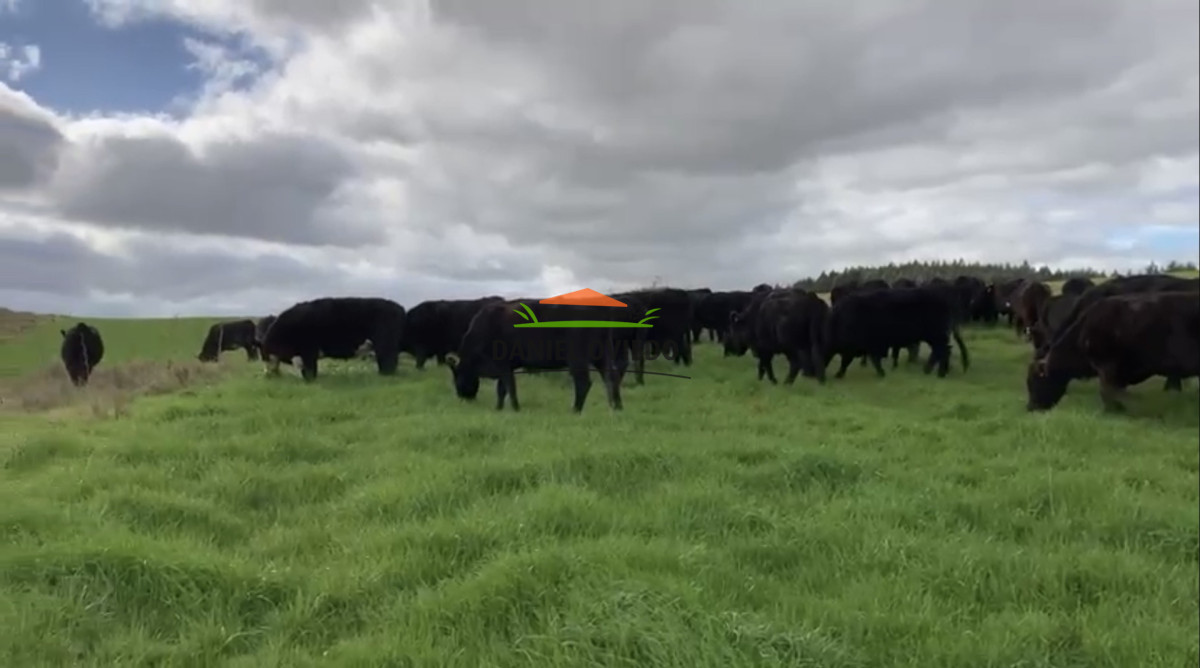 Campo Ref.354/Establecimiento-completo-campo-criador,-ganadero-en-venta-de-302-has. - Establecimiento completo campo criador, ganadero en venta de 302 has.