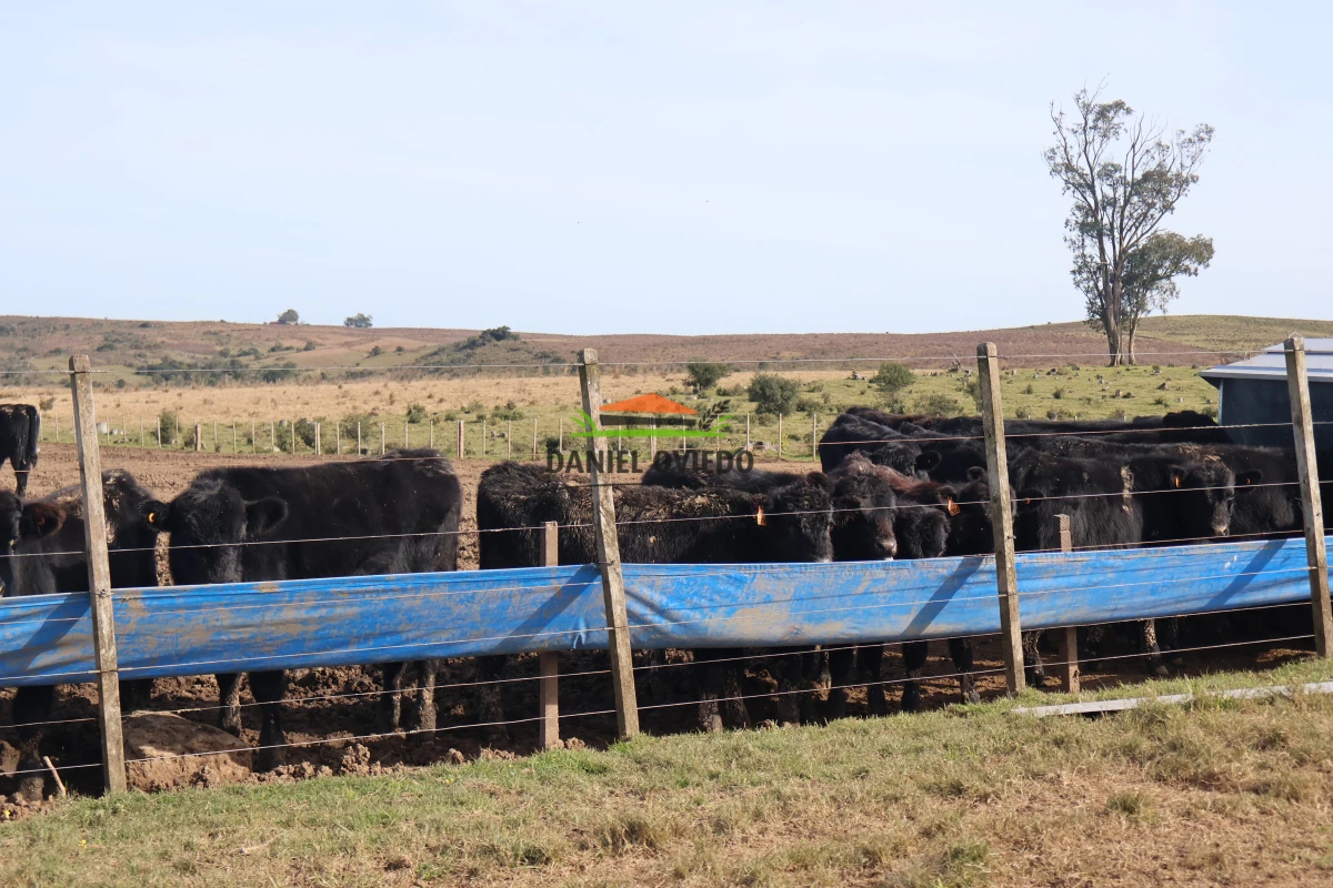 Campo Ref.210/Estancia-ganadera-completa-en-venta-de-2.956-has-en-Cerro-Largo. - Estancia ganadera completa en venta de 2.956 has en Cerro Largo.