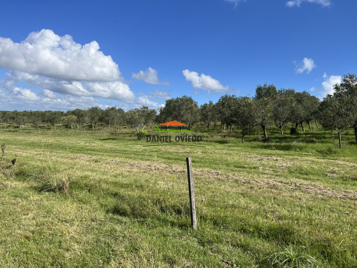 Campo Ref.369/Campo-con-Olivos-de-153-has-en-venta-en-Maldonado. - Campo con Olivos de 153 has en venta en Maldonado.