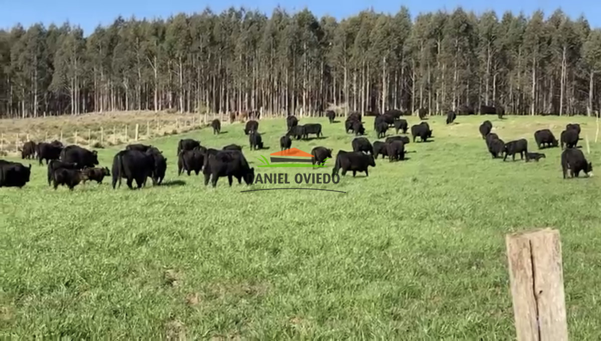 Campo Ref.354/Establecimiento-completo-campo-criador,-ganadero-en-venta-de-302-has. - Establecimiento completo campo criador, ganadero en venta de 302 has.