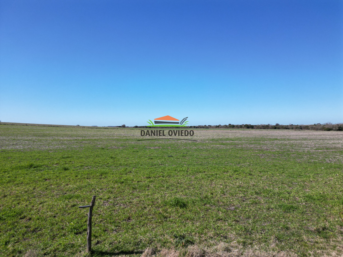 Campo Ref.244/Excelente-campo-agrícola-en-venta-en-Víboras,-Carmelo. - Excelente campo agrícola en venta en Víboras, Carmelo.