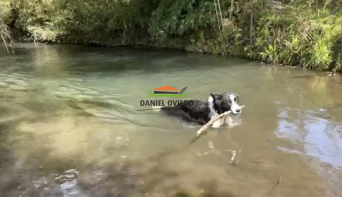 Campo Ref.354/Establecimiento-completo-campo-criador,-ganadero-en-venta-de-302-has. - Establecimiento completo campo criador, ganadero en venta de 302 has.