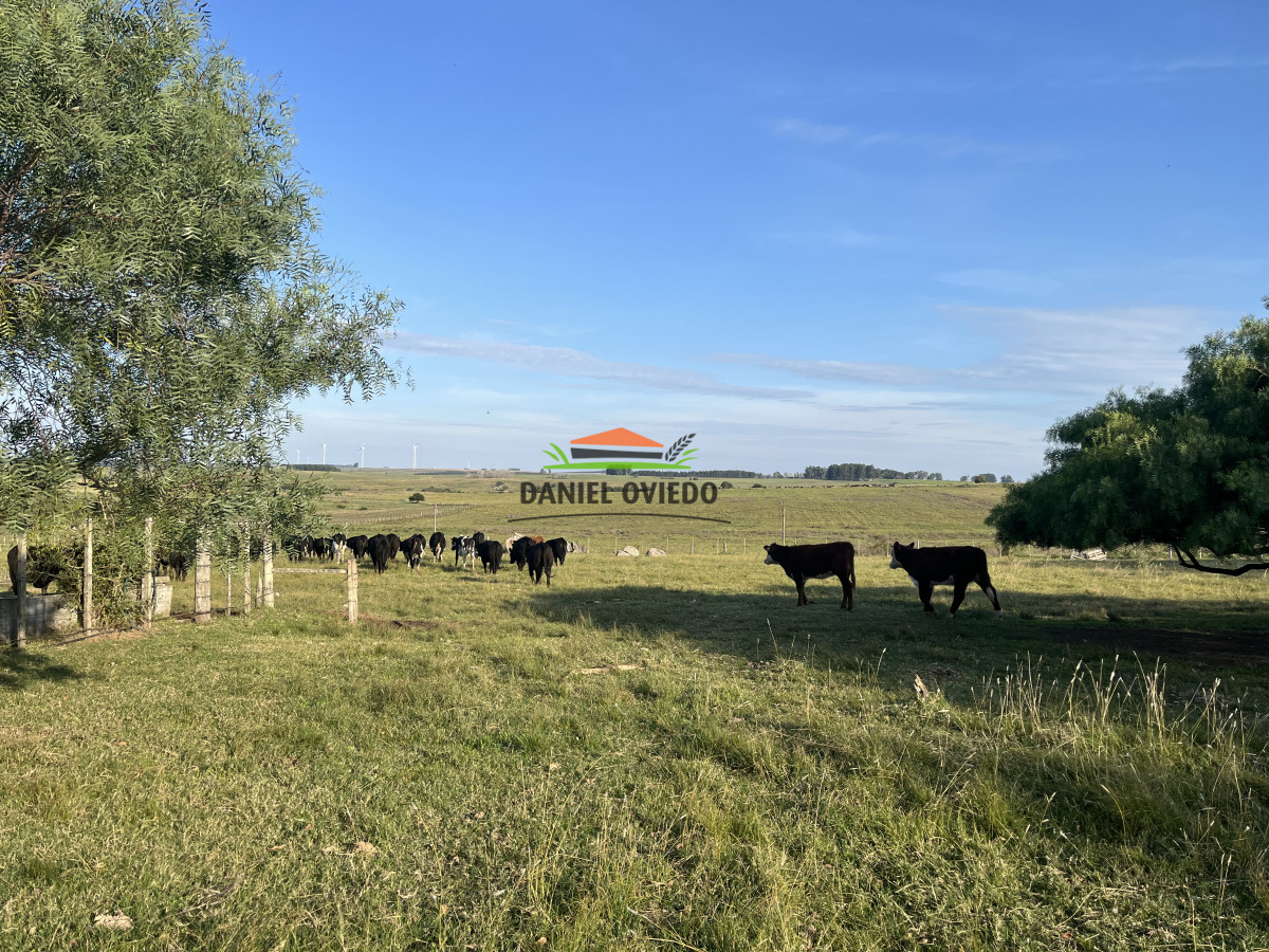 Campo Ref.201/Establecimiento-completo-de-400-h - Establecimiento completo de 400 hás en venta en Flores.