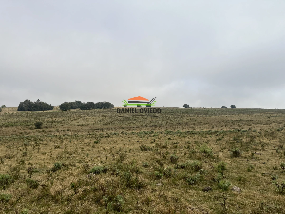 Campo Ref.245/1.350-has-ganaderas-en-arrendamiento-Noreste-de-Cerro-Largo. - 1.350 has ganaderas en arrendamiento Noreste de Cerro Largo.