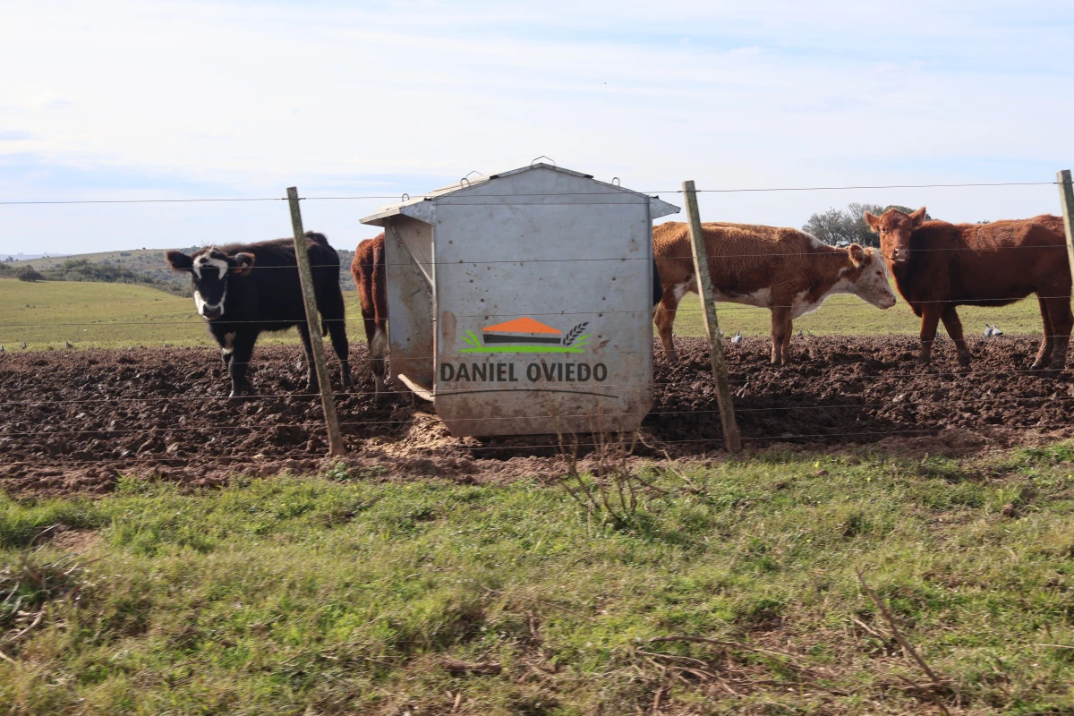 Campo Ref.210/Estancia-ganadera-completa-en-venta-de-2.956-has-en-Cerro-Largo. - Estancia ganadera completa en venta de 2.956 has en Cerro Largo.