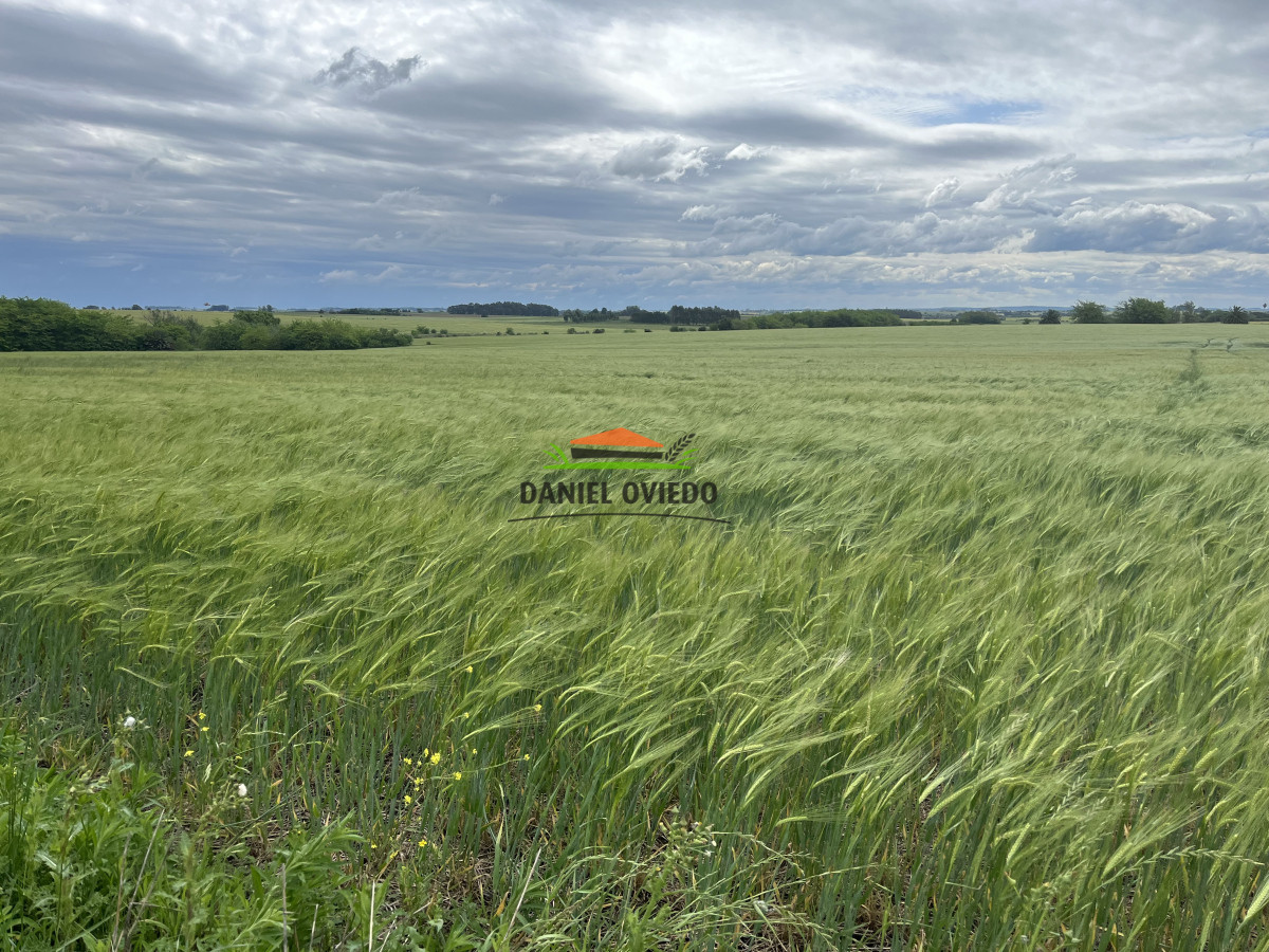Campo Ref.38 - Campo con suelos premium y excelente casco en el corazón de San Pedro.