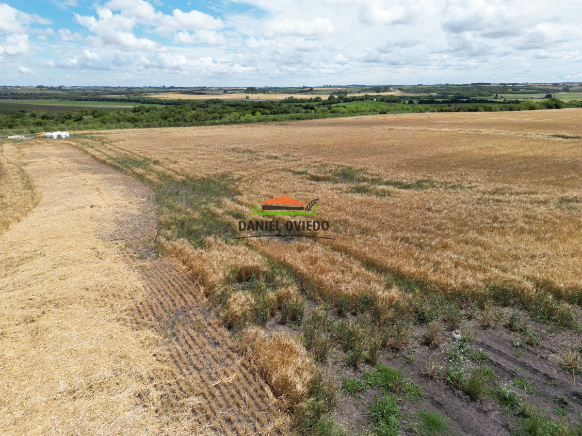 Campo Ref.144 - Campo agrícola - ganadero de 36 hás en venta, Ecilda Paullier