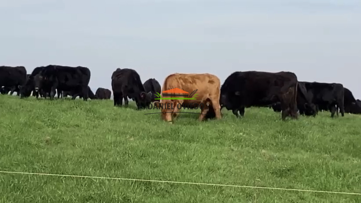 Campo Ref.354/Establecimiento-completo-campo-criador,-ganadero-en-venta-de-302-has. - Establecimiento completo campo criador, ganadero en venta de 302 has.