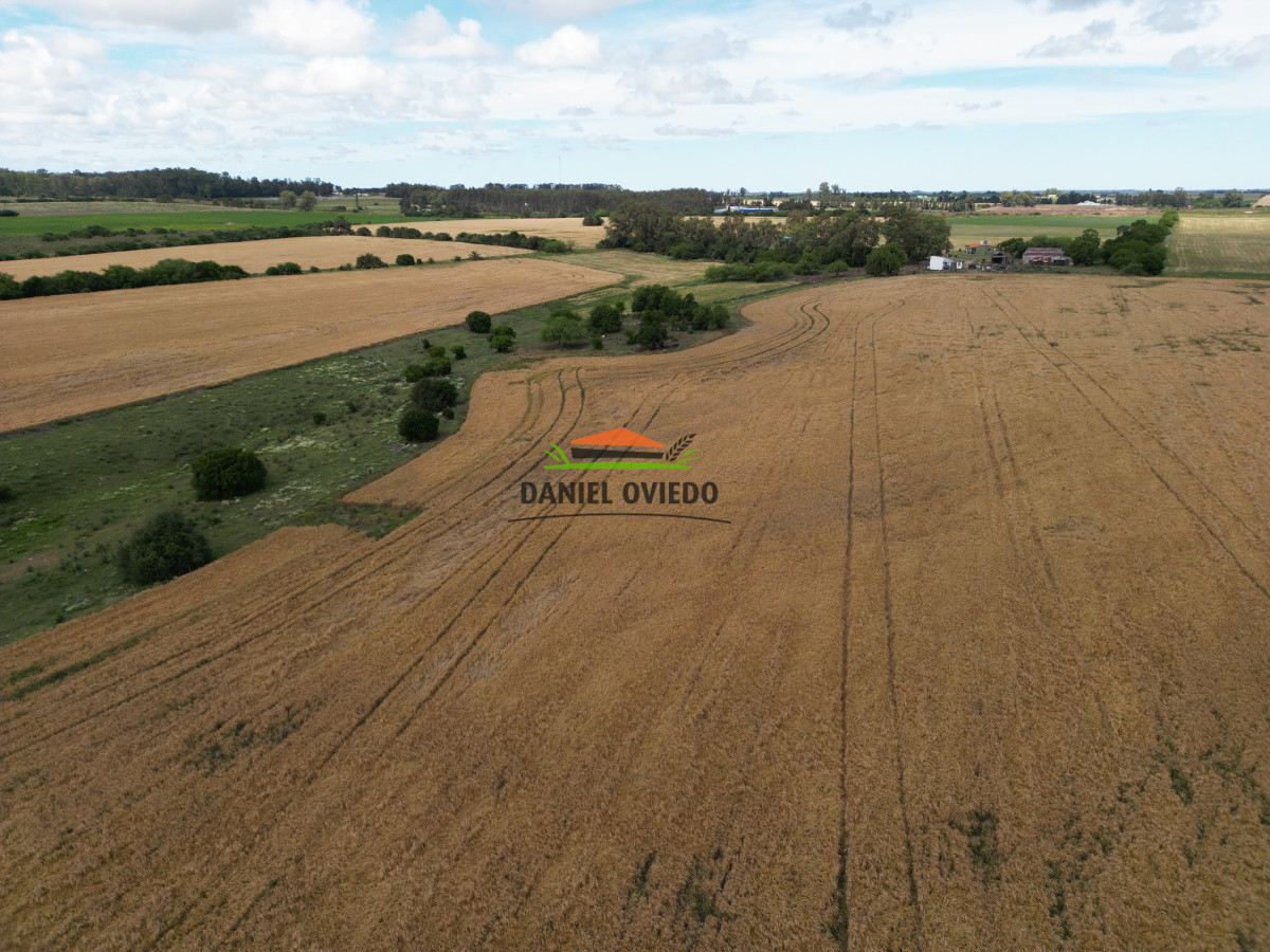 Campo Ref.144 - Campo agrícola - ganadero de 36 hás en venta, Ecilda Paullier