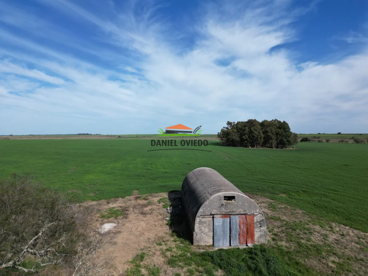 Campo Ref.33 - Campo 95 %  agrícola en Soriano en venta.