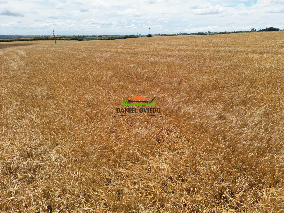 Campo Ref.144 - Campo agrícola - ganadero de 36 hás en venta, Ecilda Paullier