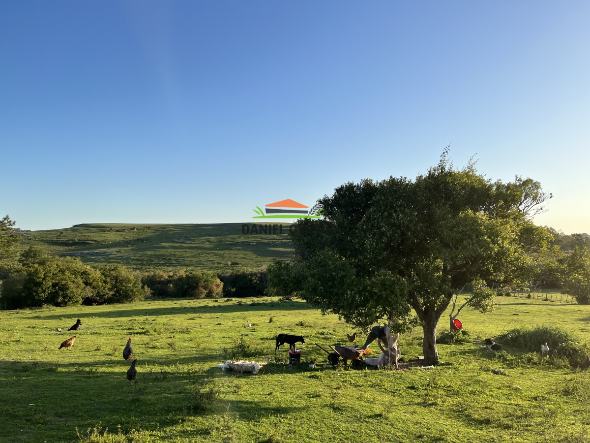 Campo Ref.52 - 374 hás ganaderas forestales en venta con mejoras y costa de arroyo.